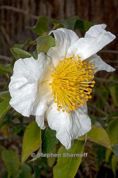 camellia yunnanensis 2 graphic